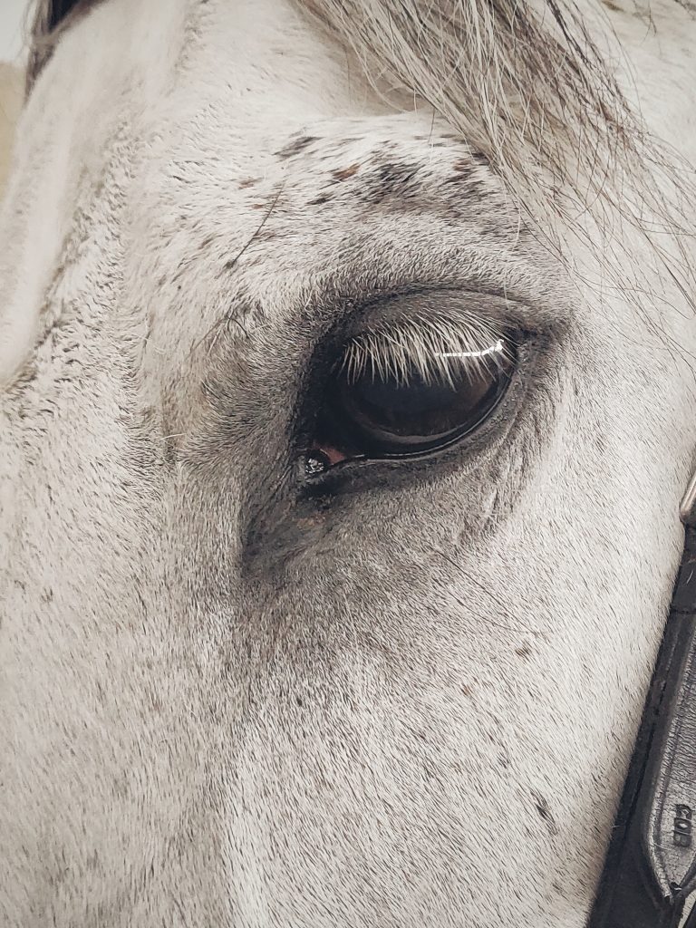 white-horse-2332836