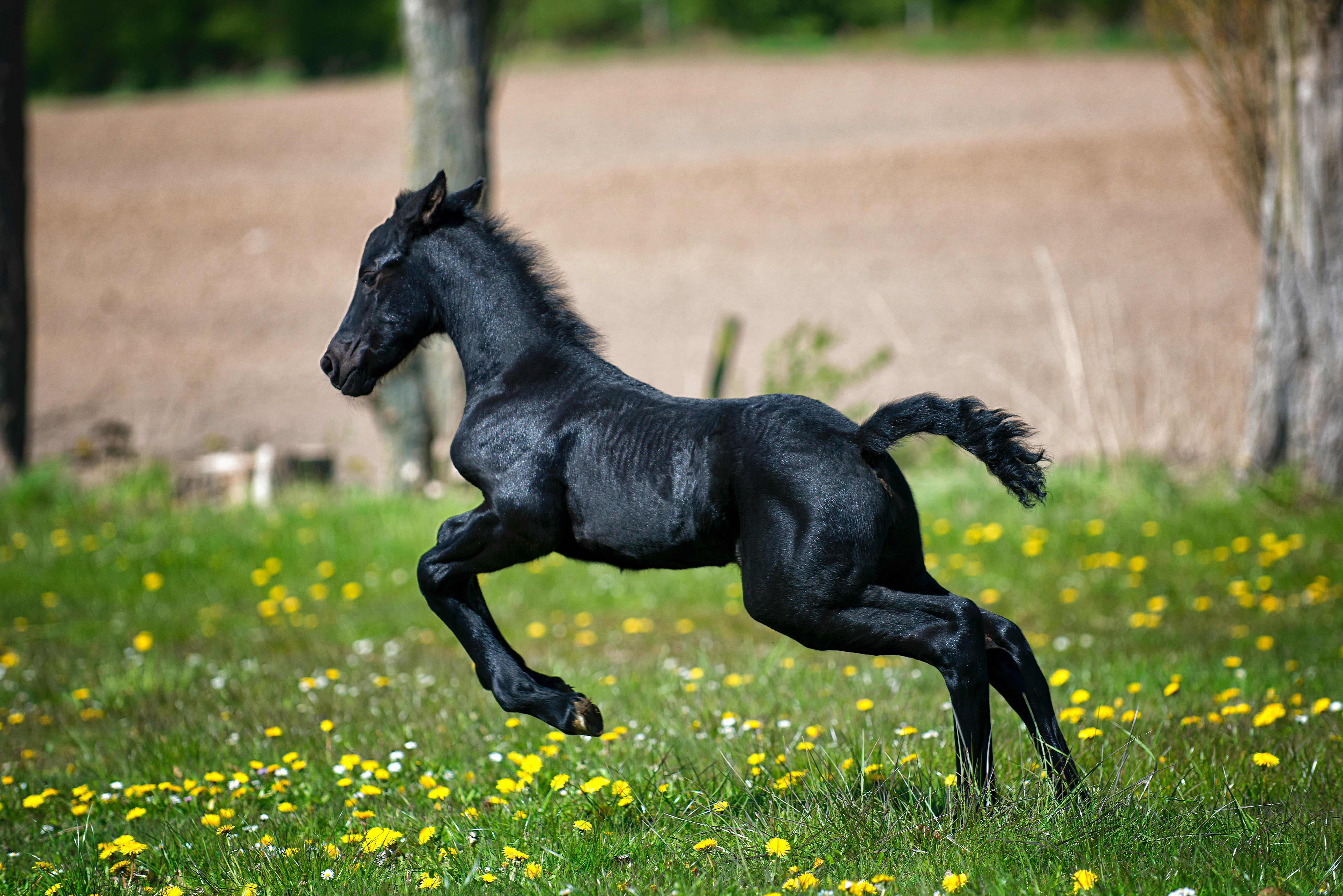 black-horse-running-on-grass-field-with-flowers-634613