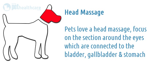 how_to_massage_your_dog_pet_health_care_pet_wellness_worx_tui_na_head_massage_1